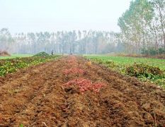 河南华龙土地种植了50亩红薯现已经上市