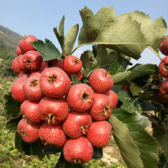 山东费县大金星山楂价格从优，质量杠杠的
