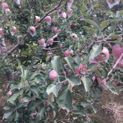 寒亭区开源街道安固四村红富士苹果