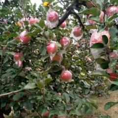 临猗苹果有条红，片红