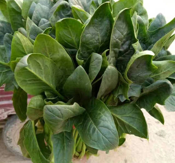 2017年山东东昌府大叶菠菜价格