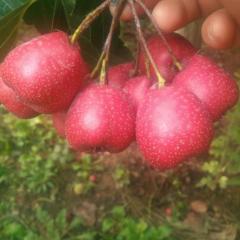 山楂大量上市！大金星0.5—0.8