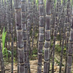 睢阳区甘蔗火热上市中
