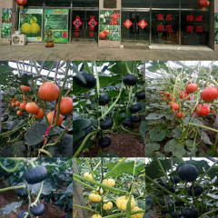 本地大量红南瓜，黑南瓜，贝贝南瓜