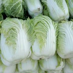 辽宁白菜代办代收/白菜代办/13948547929