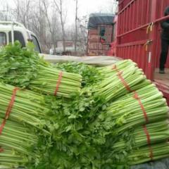 芹菜西芹芹菜砀山县芹菜