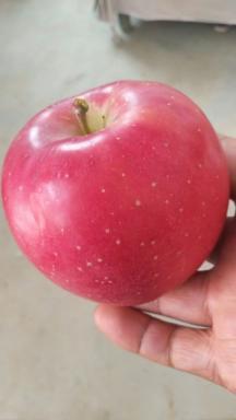 如今陕西渭南地区的红富士苹果大量供应