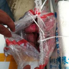 莱城553、烟薯25、紫薯大量上市