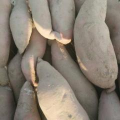 深泽龙薯9号。品质好口感好