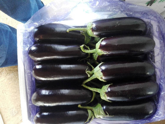 10月到7月上市            	布利塔长茄山东省潍坊市寿光市寿光市纪台