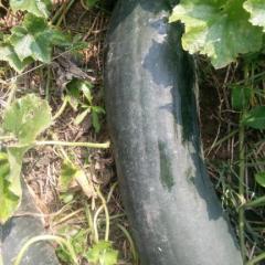 2017夏邑冬瓜鲜艳可口，美味香甜