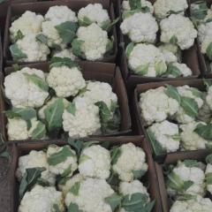泗水常年种植菜花历史，气候适应