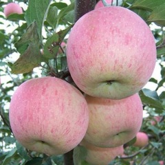 2017大荔苹果短枝红富士苹果