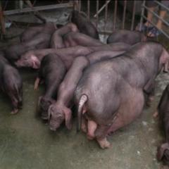 江苏亿达面向全国出售纯种太湖母猪