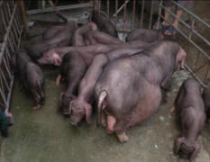 江苏亿达面向全国出售纯种太湖母猪