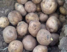 梨树土豆 本地现在有大量延薯4号土豆