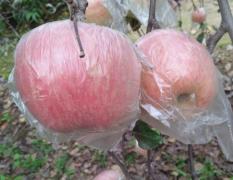 2017大荔苹果 水果品种特别多