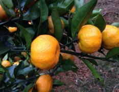 2017全州柑橘 今年预计有五百万斤左右南丰蜜桔