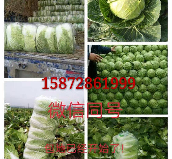 2017年湖北嘉鱼韩国黄心白菜价格