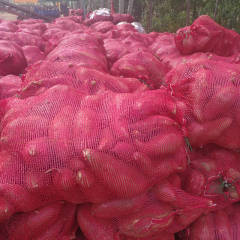 邹城张庄镇红薯 主要品种济薯26，济薯21