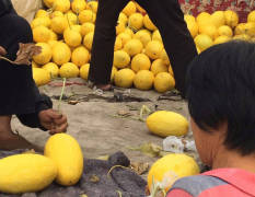 青州黄楼镇现新品一级大甜瓜，现在大量上市