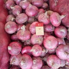 聊城-刘立功-代发冷库洋葱