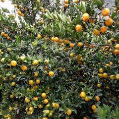 阳朔生产的果子品质好口感上乘