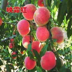 莱西蜜桃货源充足，口感脆甜