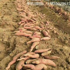 红薯大量上市了，保质保量！