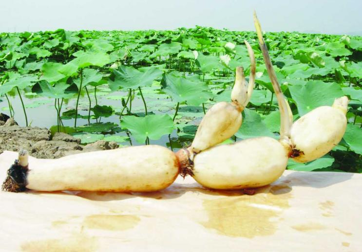 供应:曹县上千亩精品莲藕,种植经验丰富