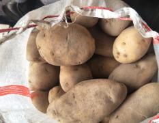 2017新乐土豆库存3两以上袋装通天货