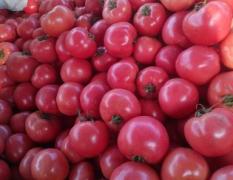 山东莘县现暖棚西红柿大量上市了，全是硬粉