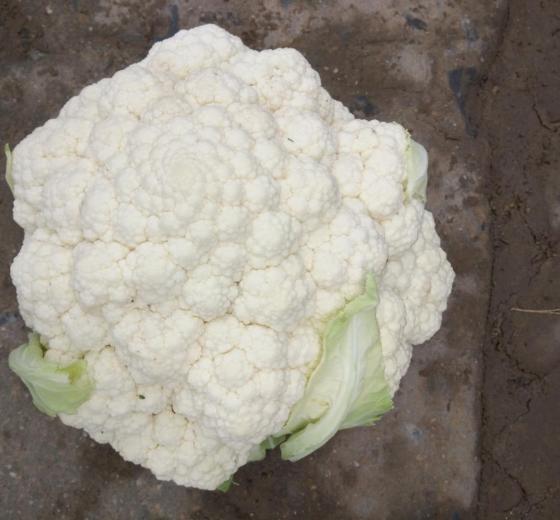 2017年河北饶阳雪玉价格