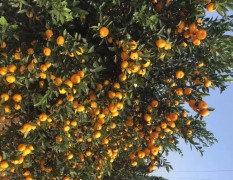 湖北松滋有大量柑橘和南丰蜜橘出售