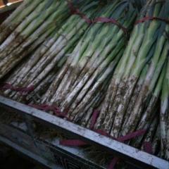 山东聊城东昌府区高白大葱上市中，张学法诚信合作