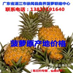 广东徐闻菠萝