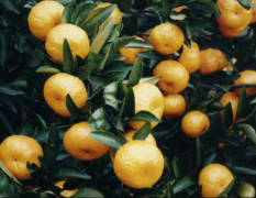 广西全州南丰蜜桔 多年代办柑橘经验