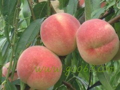 2017莱西蜜桃 自己家种植冬桃映霜红