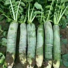 潍坊青萝卜供应基地