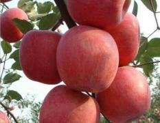 陕西白水红富士苹果 大量商品红富士出售