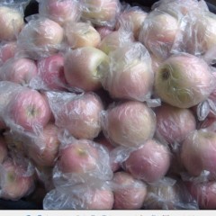 山西运城坡上红富士苹果大量上市