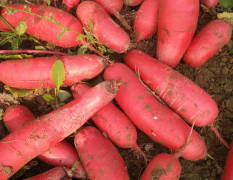 安徽砀山三红萝卜种植面积大，种植时间长