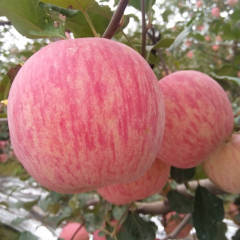 洛川红富士。一级果。二级果