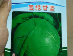宝绿甘蓝是一代交配，早中熟种