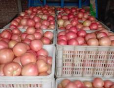 东昌府大量供应西红柿，西葫芦 保质保量