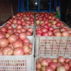 东昌府大量供应西红柿，西葫芦 保质保量