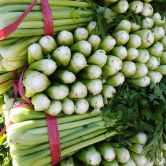 齐河县与禹城两县市芹菜种植面积大