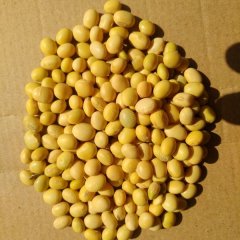 忻府大豆质量上乘 本公司常年出售商品大豆