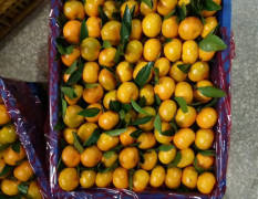 全州柑橘 南丰密橘大量上市了