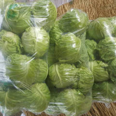 昌黎靖安程祥10月中甘21甘蓝